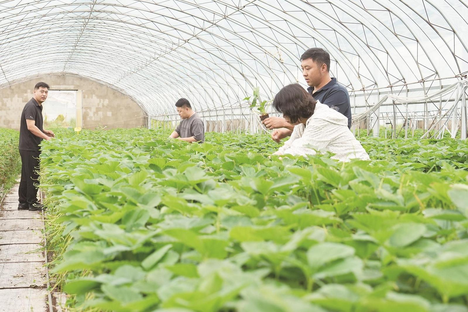 包头向“新”力 我市选育草莓新品种变身致富果实