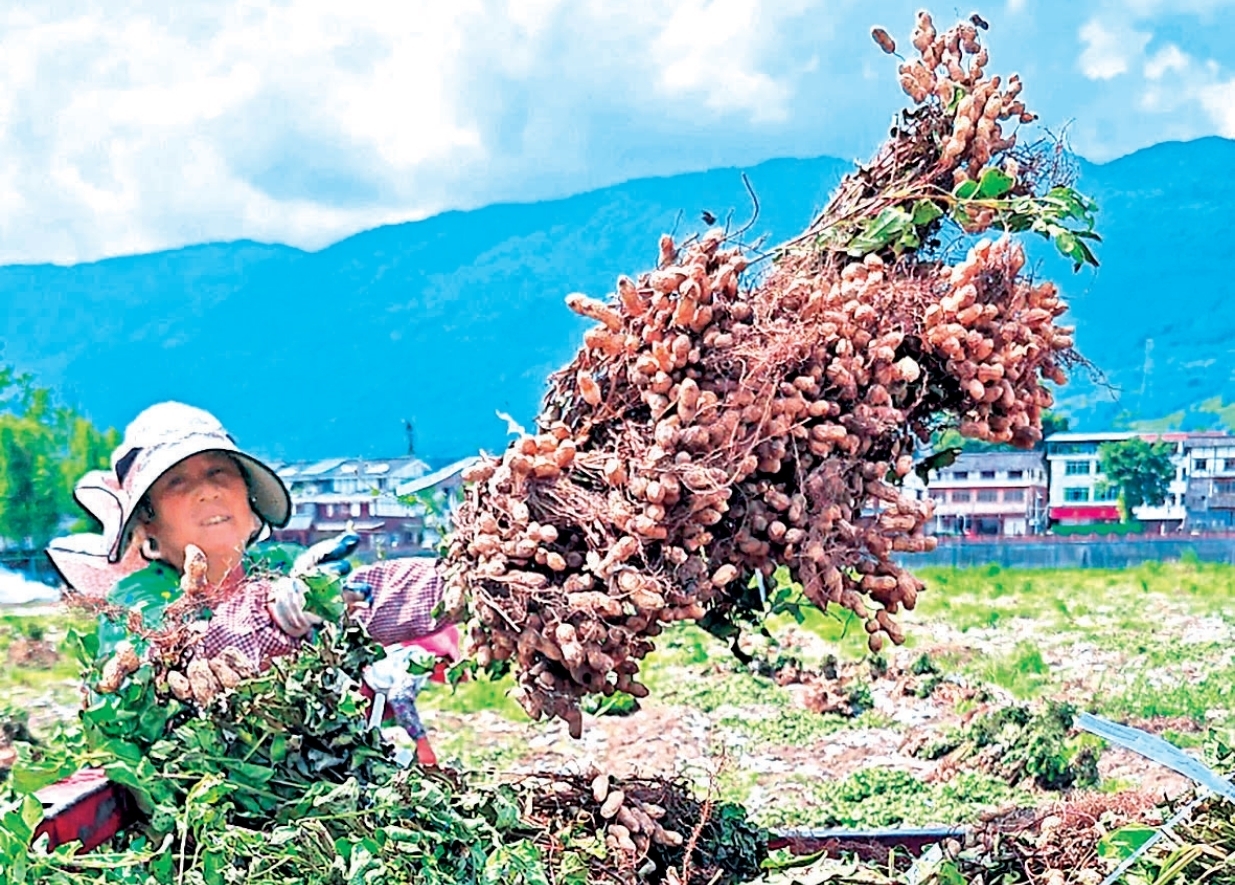 雅安芦山：品种上新 规模种植 “金豆子”闯出新天地