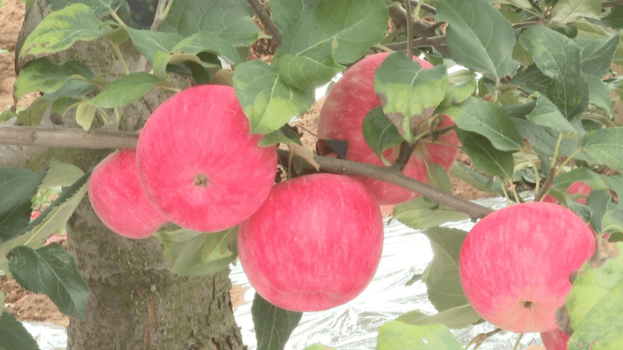陕西铜川印台早熟苹果挺进南方市场